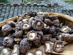 香菇