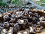 香菇