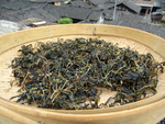 菜干