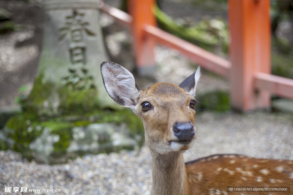 春日社鹿