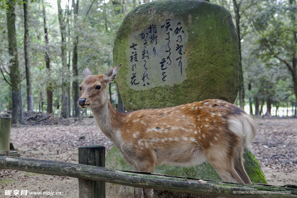 日本奈良鹿公园