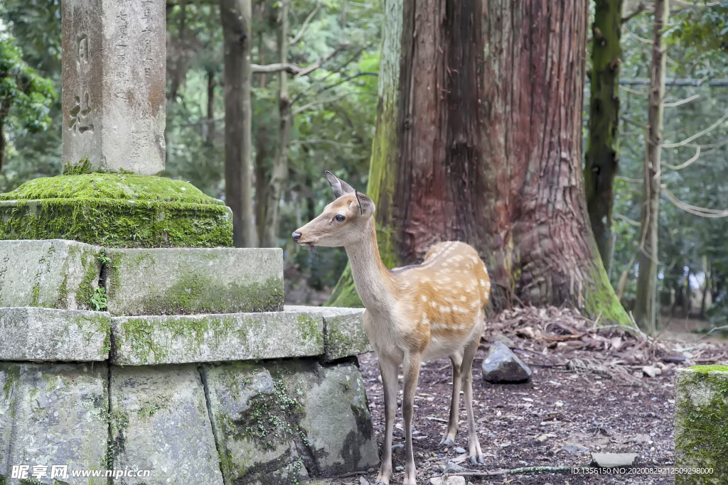 奈良鹿