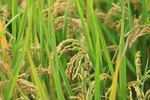 稻穗