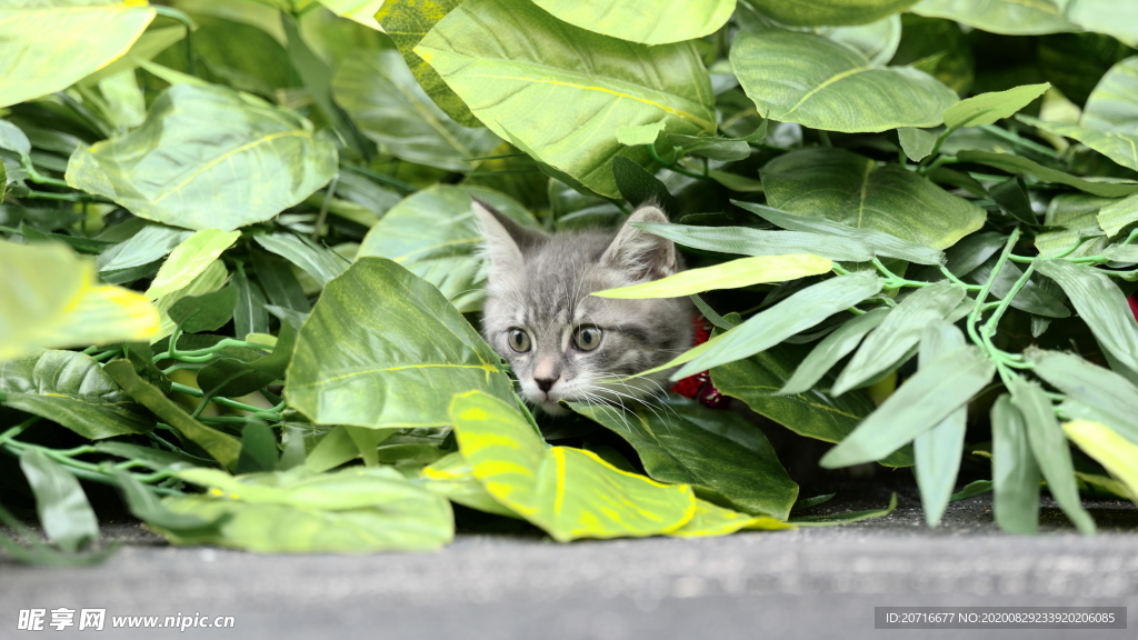 猫