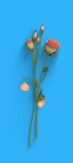 玫瑰花
