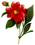 手绘花