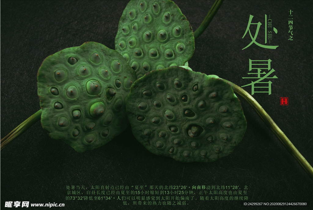 处暑 莲蓬