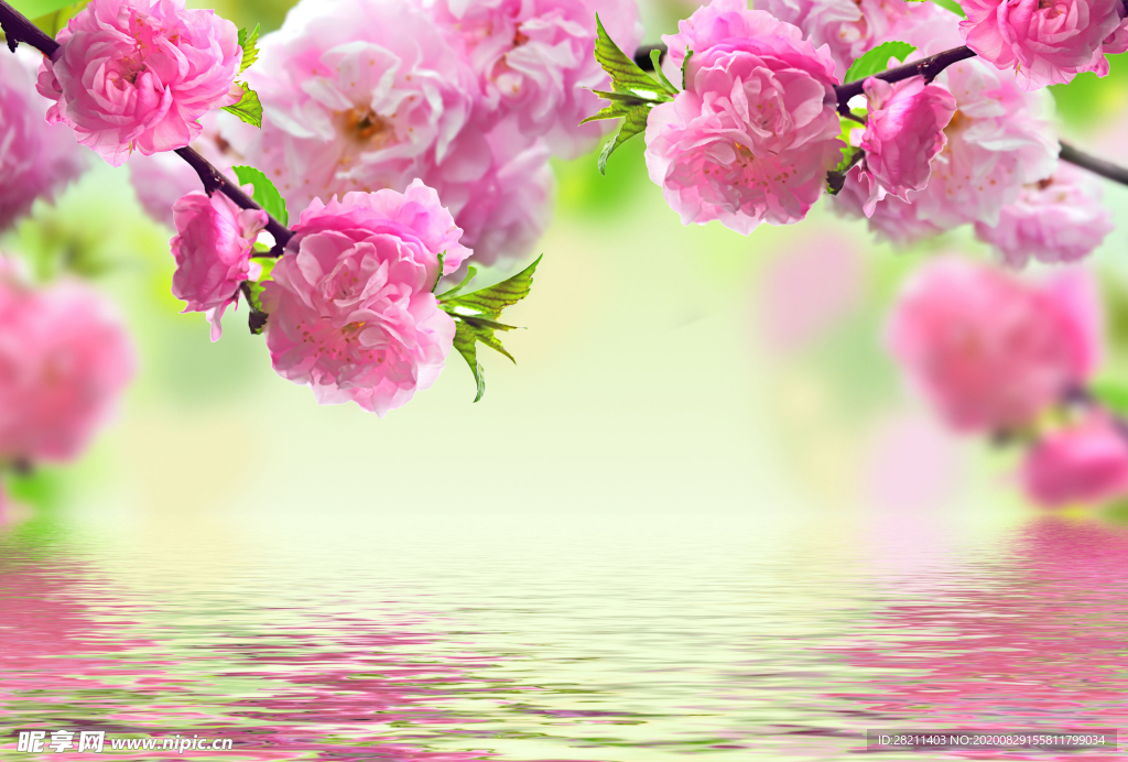 玫瑰花