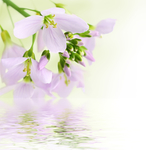 水纹梅花