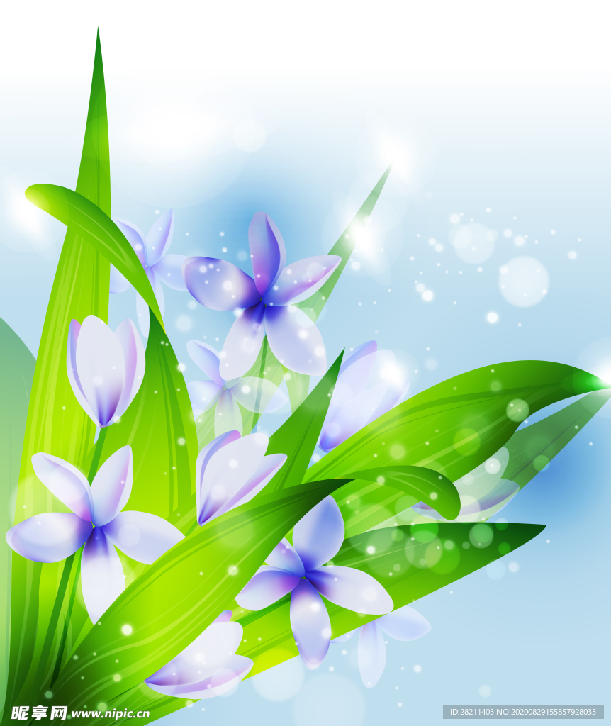 兰花草