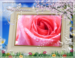 玫瑰物语玫瑰花梅花