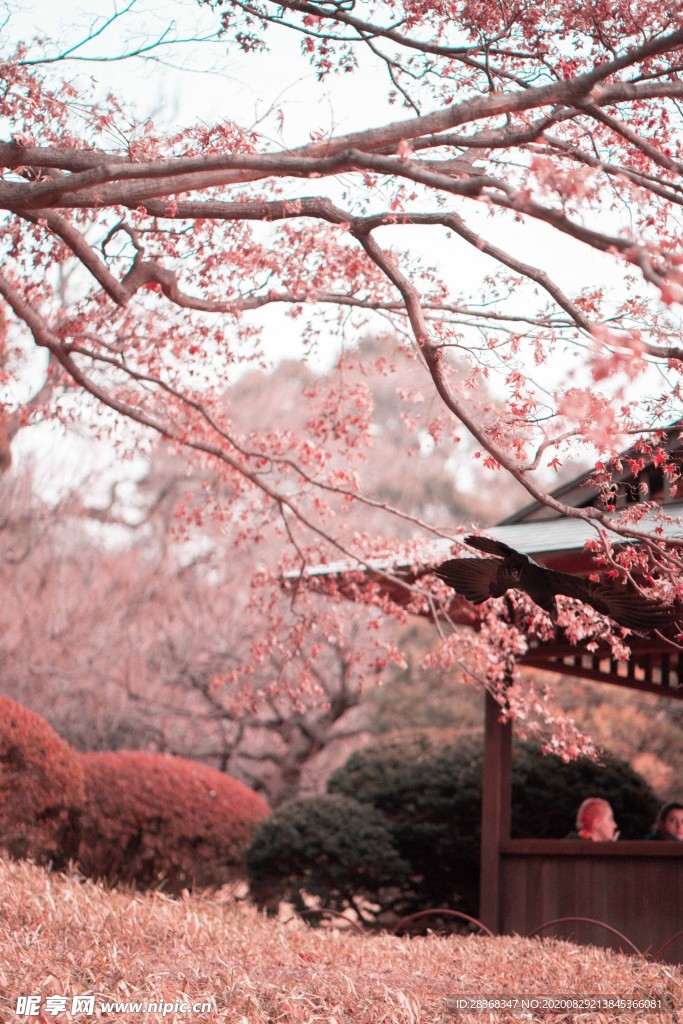 自然风景