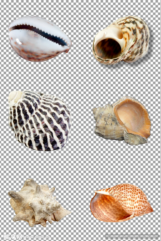 海螺贝壳