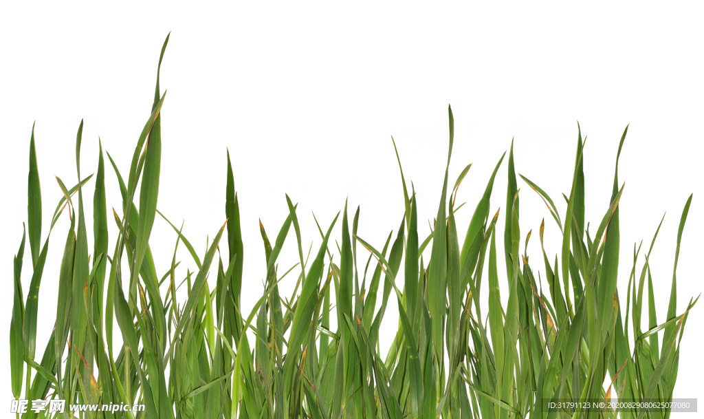 草丛