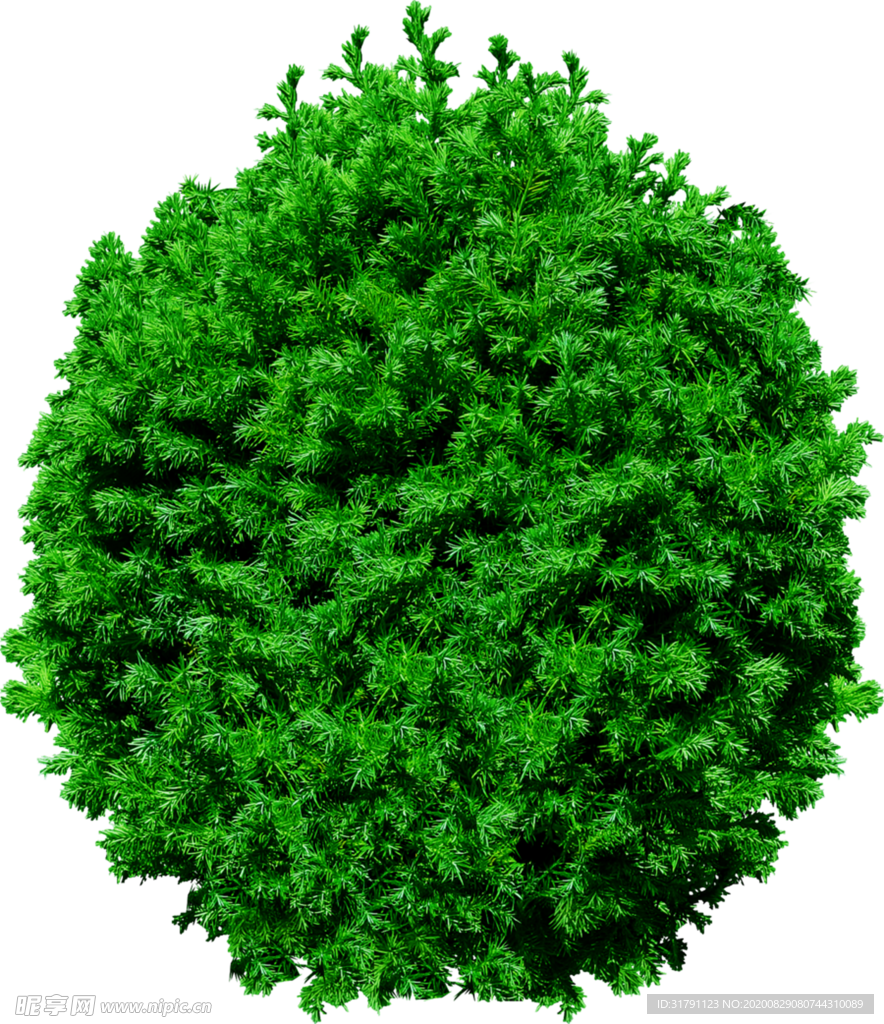 绿色植物