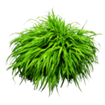 草丛