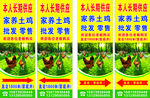 土鸡养殖批发零售