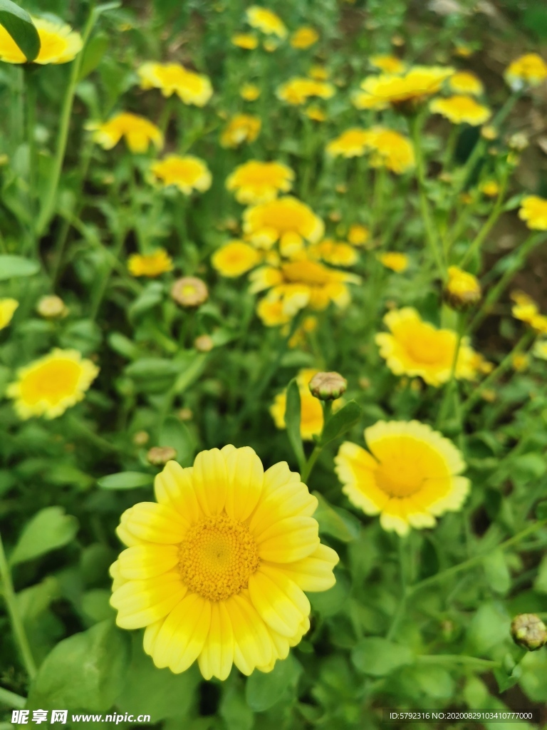 雏菊