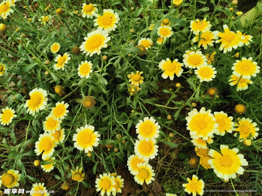 菊花