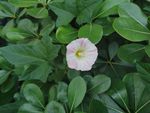 白花