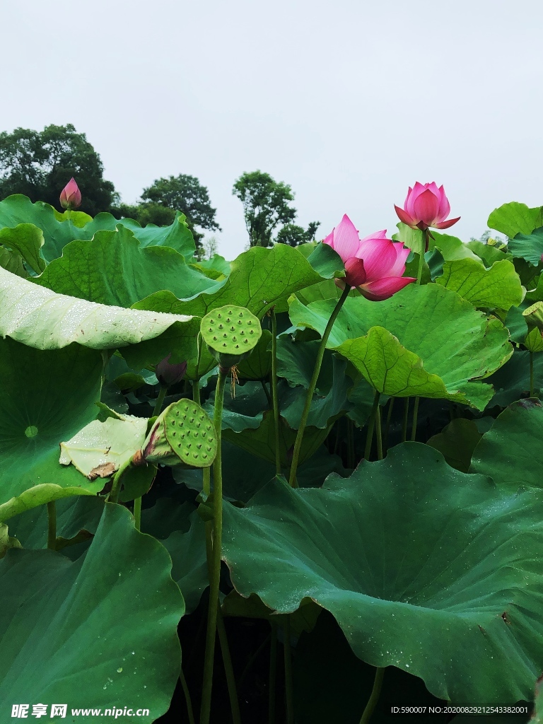 荷花