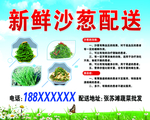 新鲜沙葱