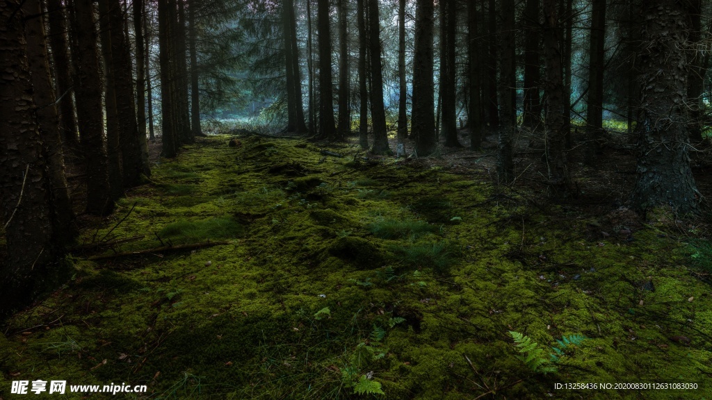 森林草地植物树木风景