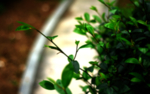 绿叶树枝植物树枝背景