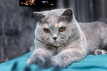 小猫宠物猫咪动物背景
