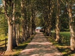 林荫小路木屋风景草地