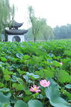 园林风景