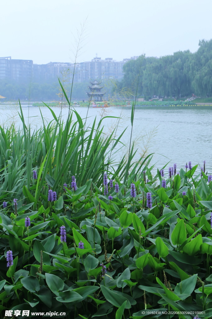 园林风景