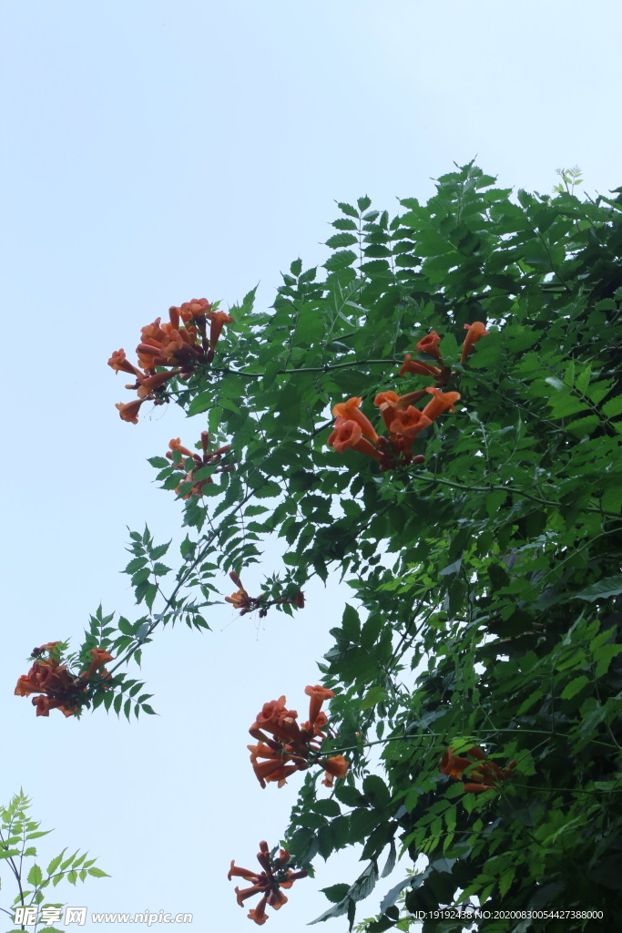 凌霄花