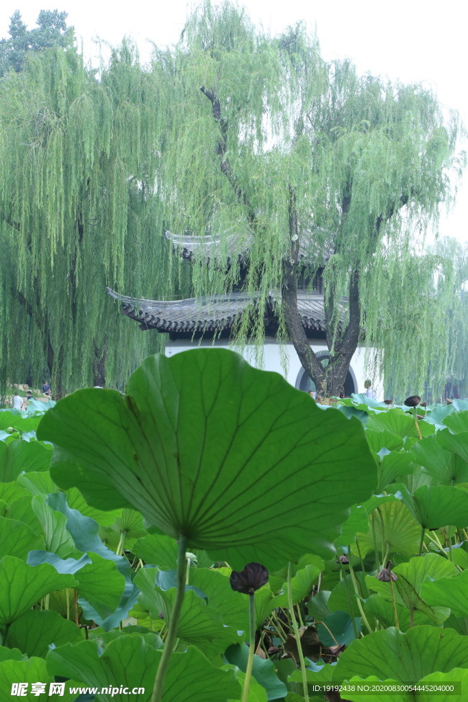 园林风景