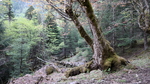 香格里拉原始森林