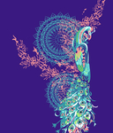 孔雀