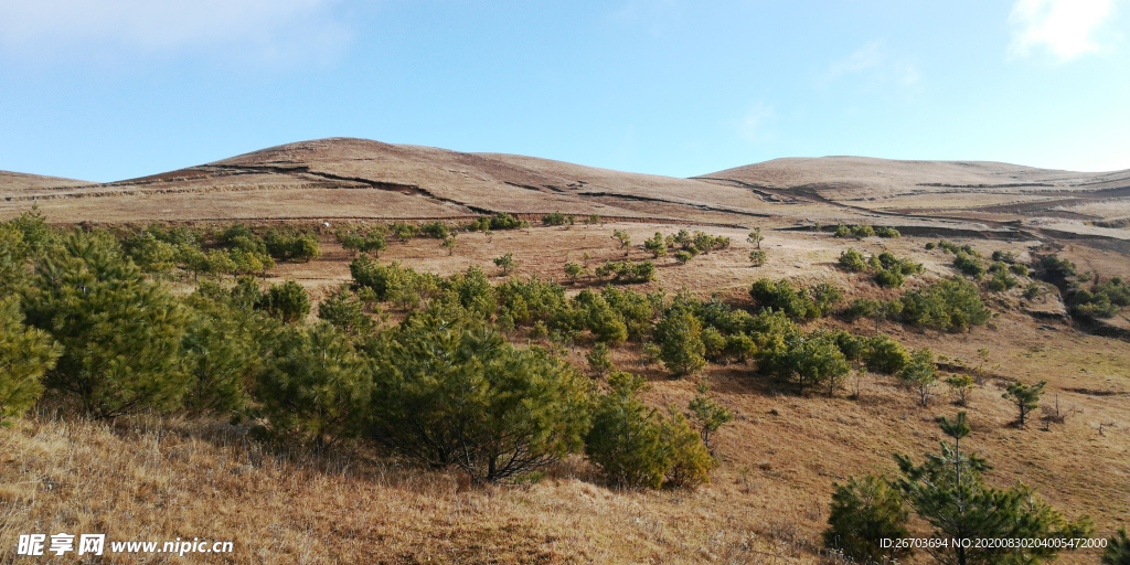 高山松树林风光