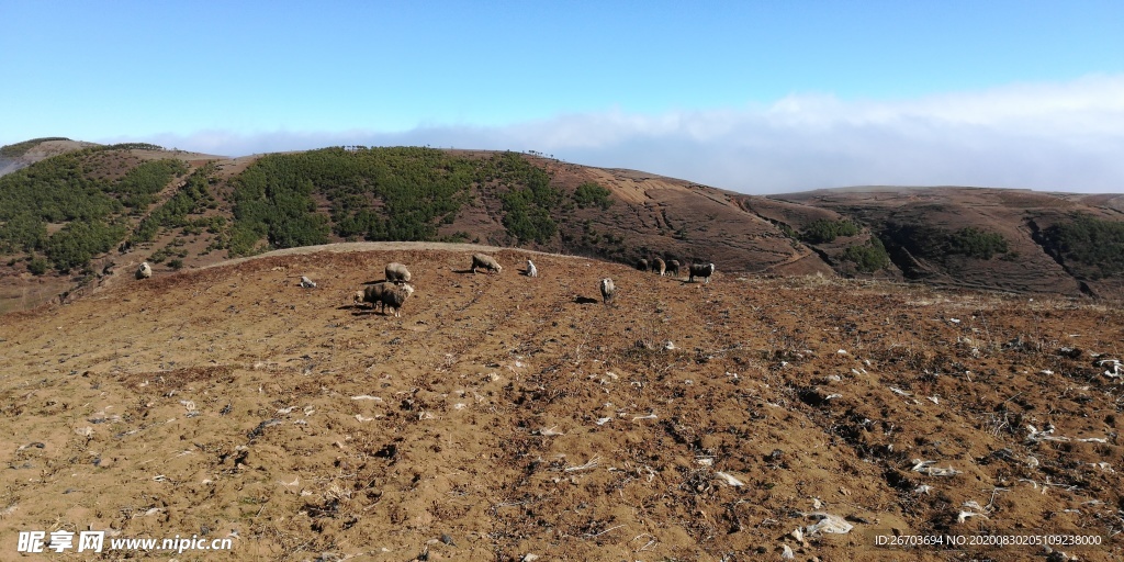 高山田野绵羊