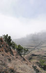 高山松树风光图片