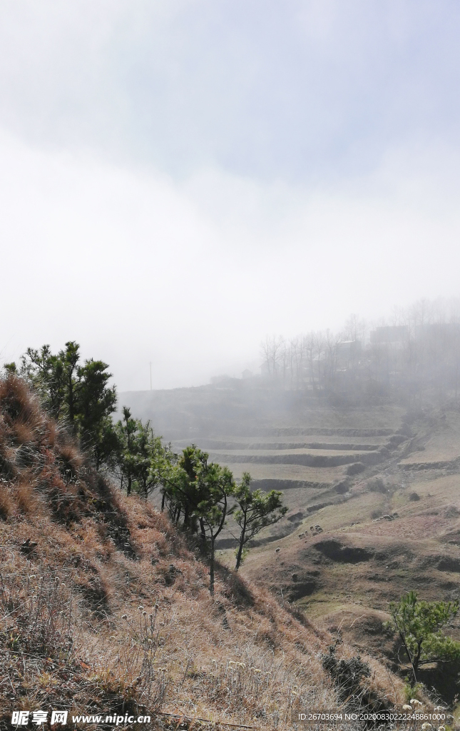 高山松树风光图片