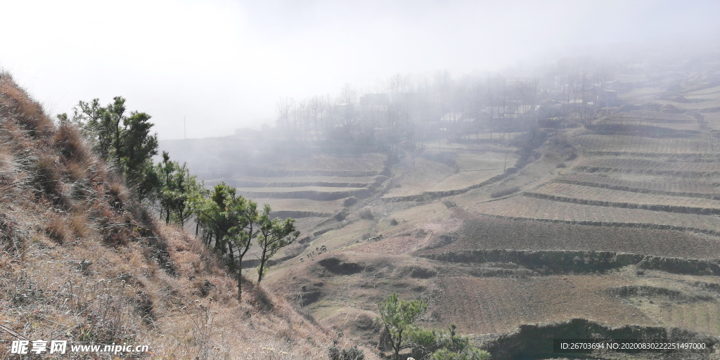 高山松树风景