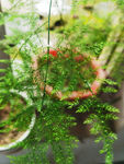 文竹盆栽