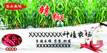 灯箱辣椒