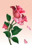 玫瑰花