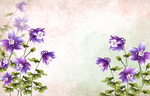 风信子百合花郁金香壁纸壁画背景