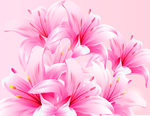 水仙花百合花粉红色花朵