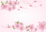梅花海棠花粉色花朵