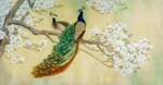 孔雀梨花白色花朵