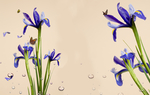紫色水仙花水仙花