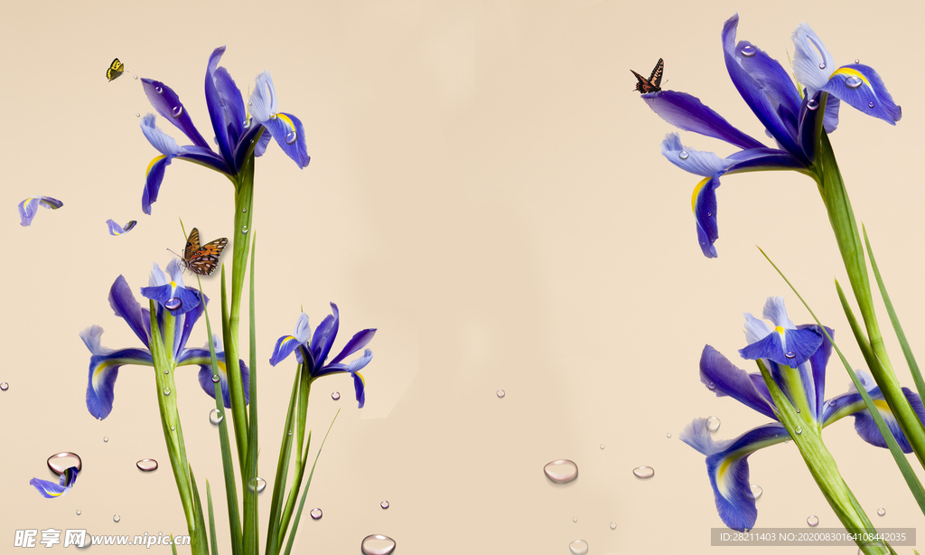 紫色水仙花水仙花